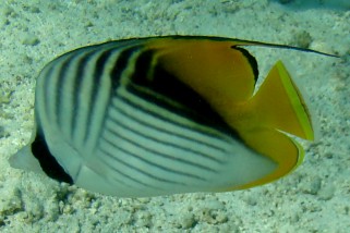 Chaetodon auriga - Fähnchen-Falterfisch